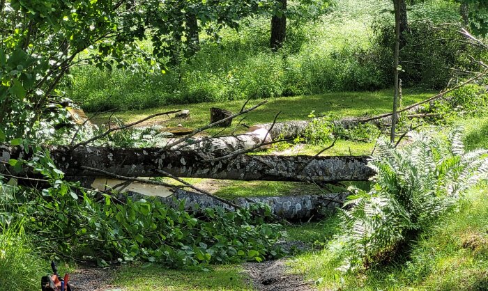 Ett nedfallet träd ligger på marken i en grönskande trädgård med verktyg synliga i förgrunden.