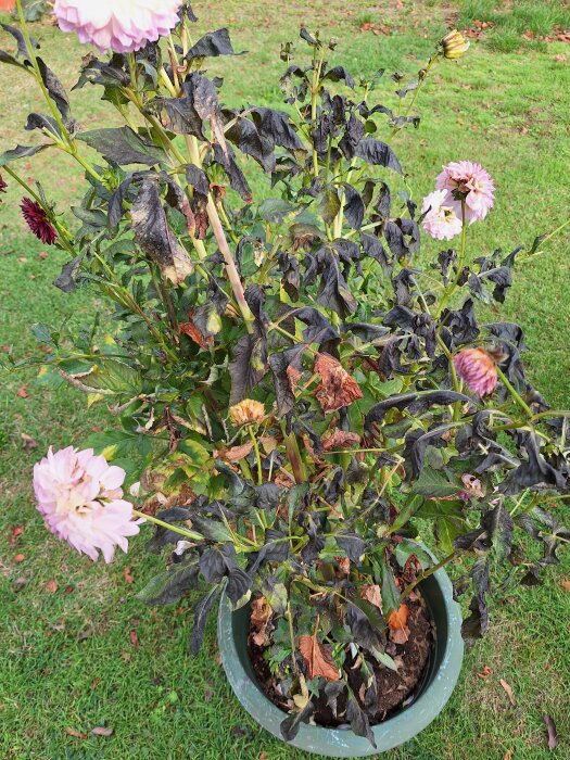 Frostskadad dahlia i en grön kruka med vissna och några blommande blommor, planterad på en gräsmatta.