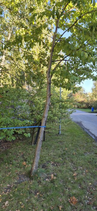 Träd nära tomtgräns som fått grenar avkapade, visar kapade ytor på stammen. Trädets stammar är bundna med blå tejp.