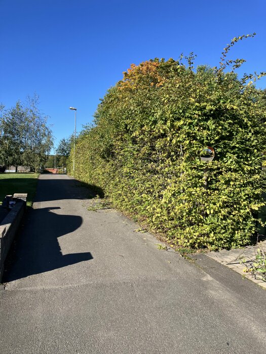 Avenbokshäck längs trottoar under blå himmel, några grenar har klippts av.