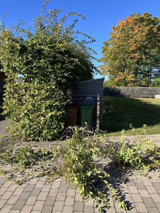 Grensågad avenbokshäck med avsågade grenar liggande på marken, tänkt att hållas runt 2 meter hög.