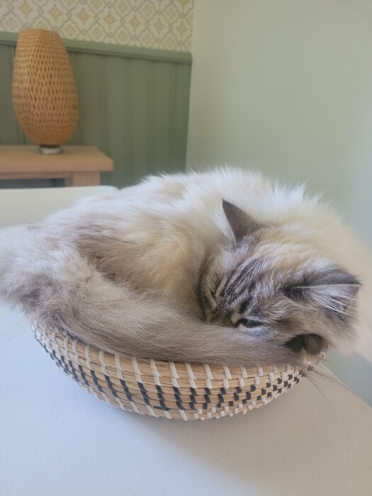 Katt sover ihopkurad i en flätad brödkorg på ett bord, med en flätad lampa i bakgrunden.