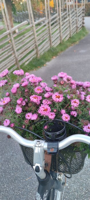 Cykelkorg fylld med rosa blommor, placerad på en cykel med grusväg och träräcke i bakgrunden.