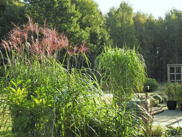 Japanskt gräs Miscanthus sinensis 'Octoberfest' i full blom vid slutet av säsongen, med grön skog i bakgrunden.