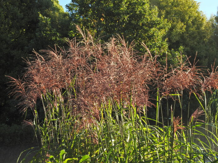 Miscanthus sinensis `Octoberfest´ i full blom mot en bakgrund av gröna träd i slutet av säsongen.