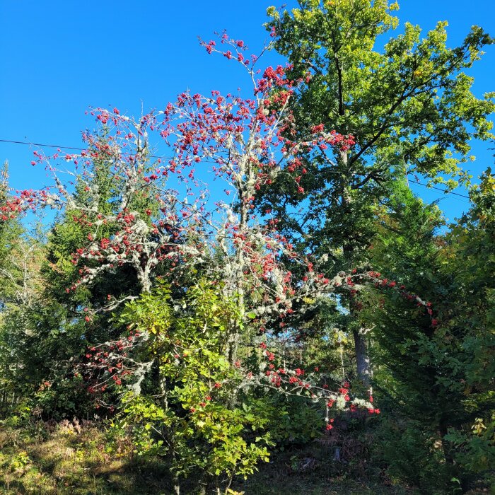 Träd med röda bär i skogsmiljö under en klarblå himmel, omgivna av grönska.