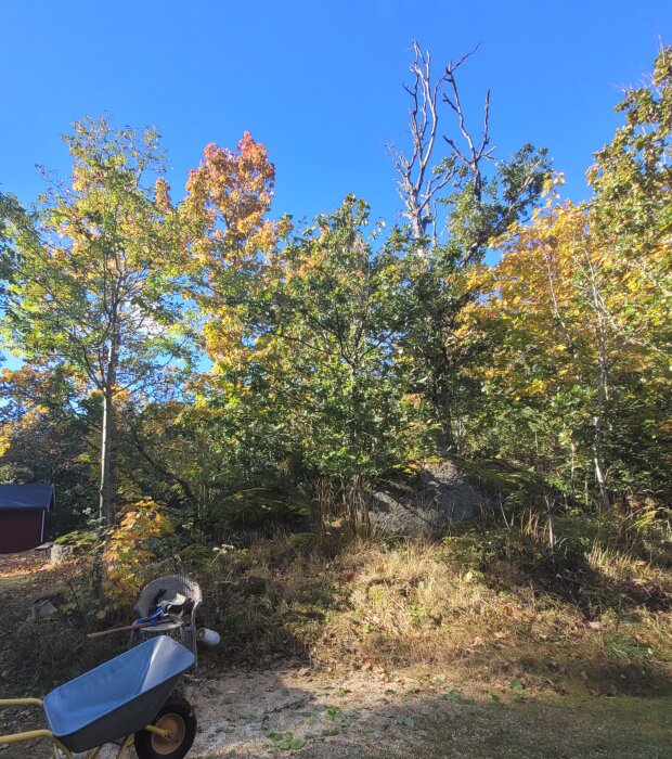 Skottkärra och yxa vid en skog med färgglada höstlöv och klarblå himmel.