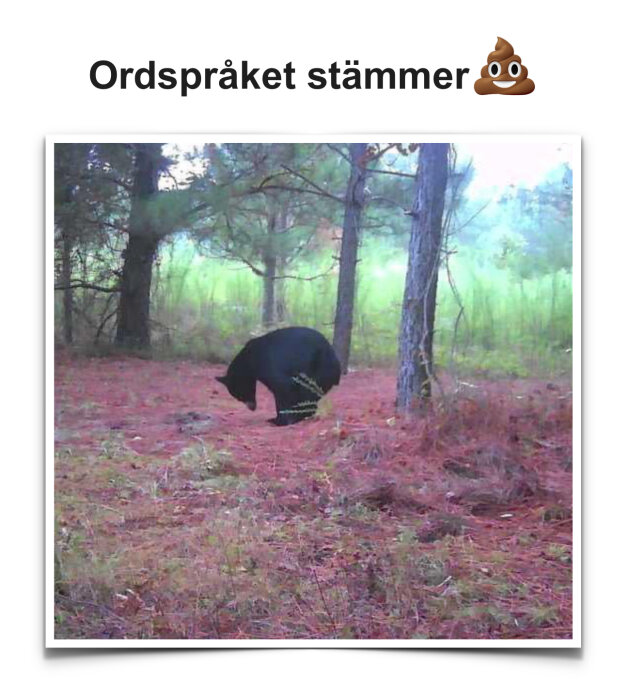 En björn i skogen hukar sig nära träd och markvegetation.