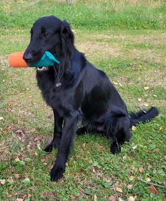 Svart retriever sitter på en gräsmatta och håller en orange och turkos dummy i munnen.