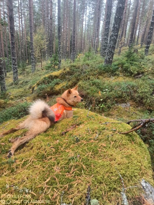 Hund i skogen bär orange väst, ligger på mossklädd sten omgiven av höga träd.