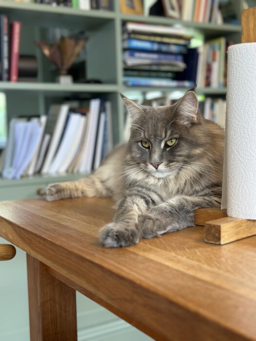 Grå katt Laban ligger avslappnat på träbord framför bokhylla.