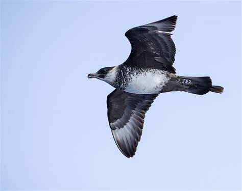 En stor fågel med svart och vit fjäderdräkt flyger mot en klar blå himmel.