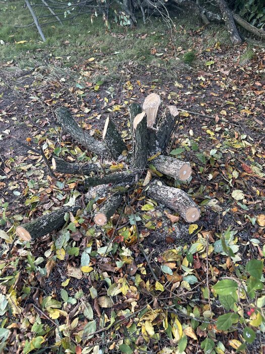 Bilden visar en avsågad trädstubbe med kvarvarande grenar och löv spridda på marken.