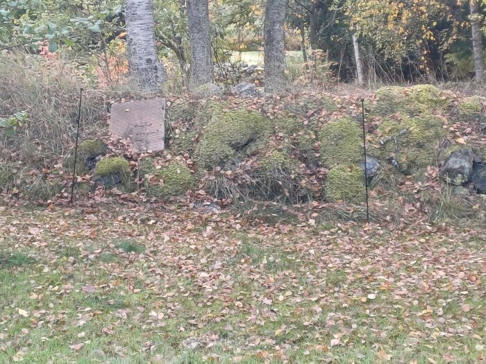 Mossbeklädd stenmur med höstlöv i en skogsdunge.