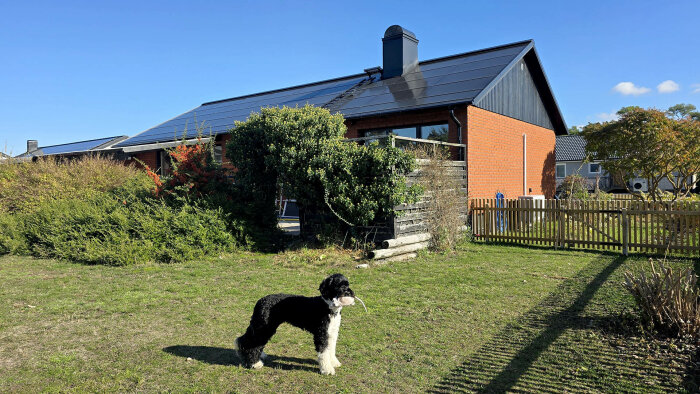 Ett tegelhus med ett soltak av Sunroof, omgiven av grönska och ett staket. En hund står i förgrunden på gräsmattan.