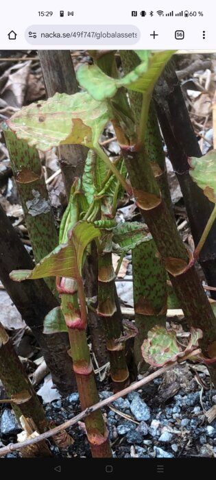 Närbild av växtskott med gröna blad och rödaktiga inslag, liknar parkslide men med taggiga och ludna blad samt brunaktig stjälk.