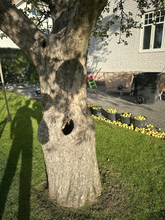 Ihåligt gammalt äppleträd med skuggor på stammen och fallna äpplen i bakgrunden. Trädet står på en gräsmatta intill ett hus.