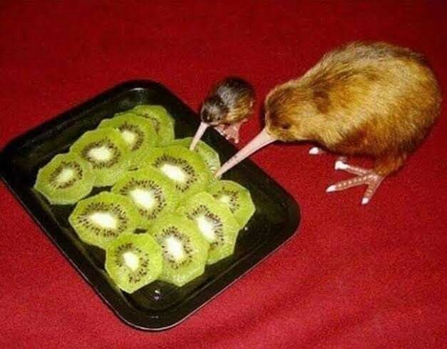 Kiwi-fåglar och skivade kiwi-frukter på en bricka, mot en röd bakgrund.