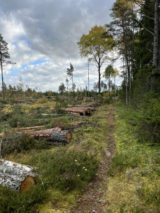 En skogspromenad med stigar och fällda trädstammar på marken under en molnig himmel.