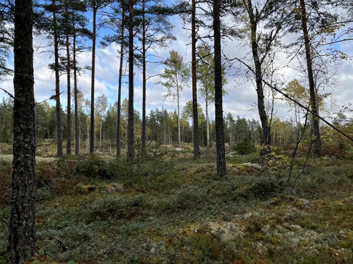 Tallskog med mossig mark och blå himmel i bakgrunden.