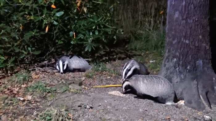 Tre grävlingar vid ett träd, omgivna av löv och växter i en trädgård på natten.