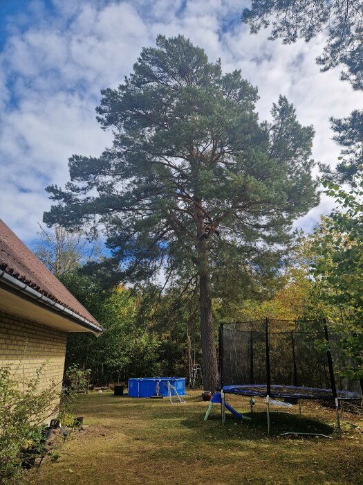 Stor tall bredvid hus, med pool och studsmatta i trädgården under en molnig himmel.