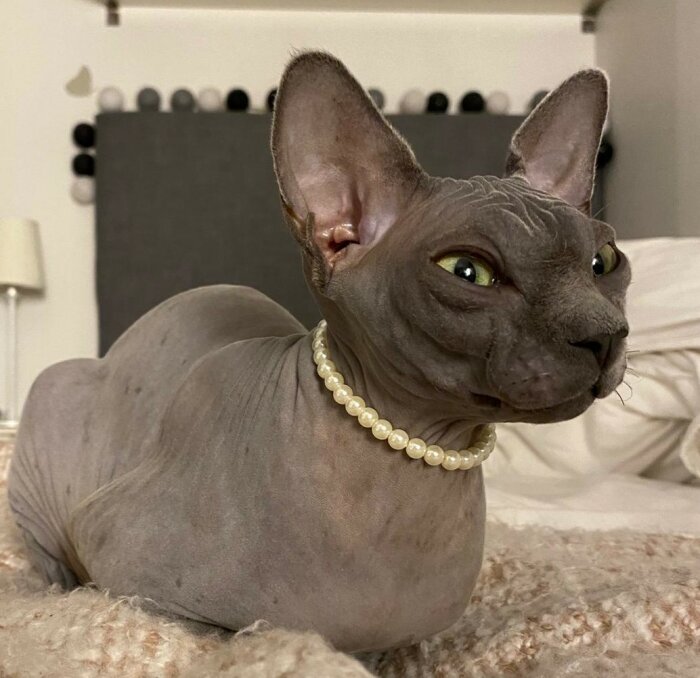 Sphynxkatt ligger på en filt; den bär ett pärlhalsband.