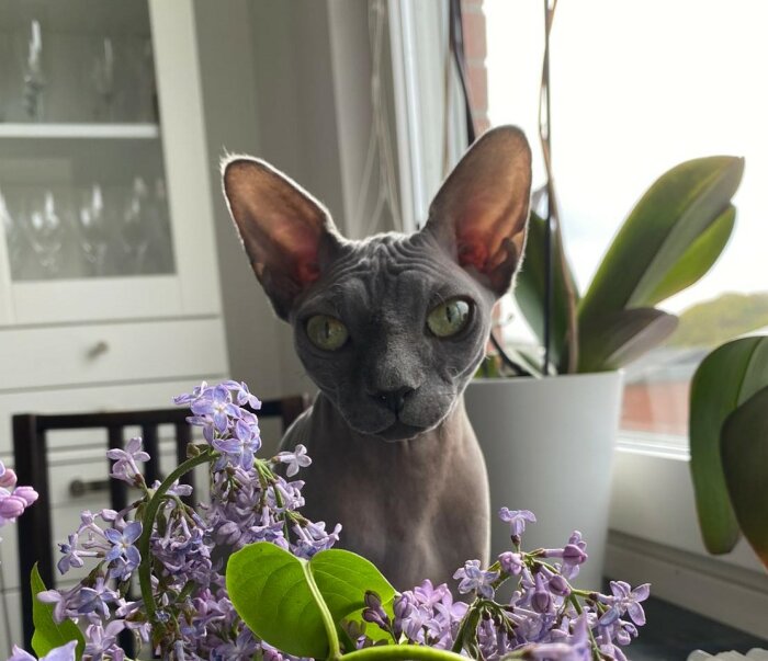 Sphynxkatt med stora öron sitter vid ett fönster bredvid en blomma med lila blommor, soligt väder utanför.