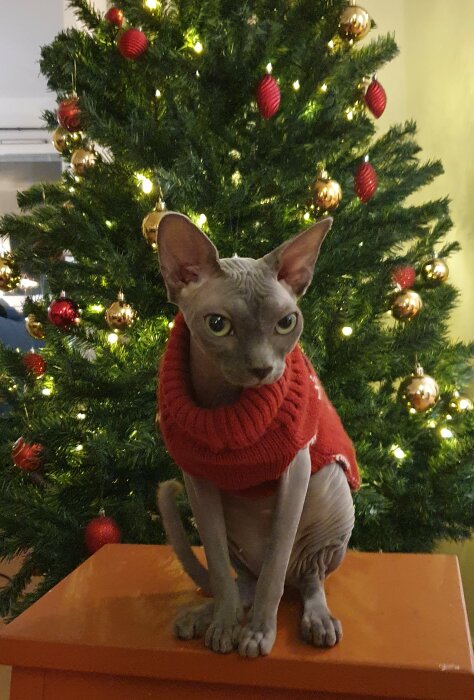 Sphynxkatten Athena i en röd tröja sitter framför en julgran med röda och guldiga dekorationer.