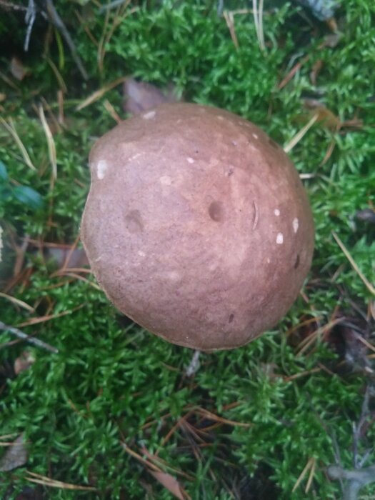 Brun svamp växer på grön mossa i en skogsmiljö.