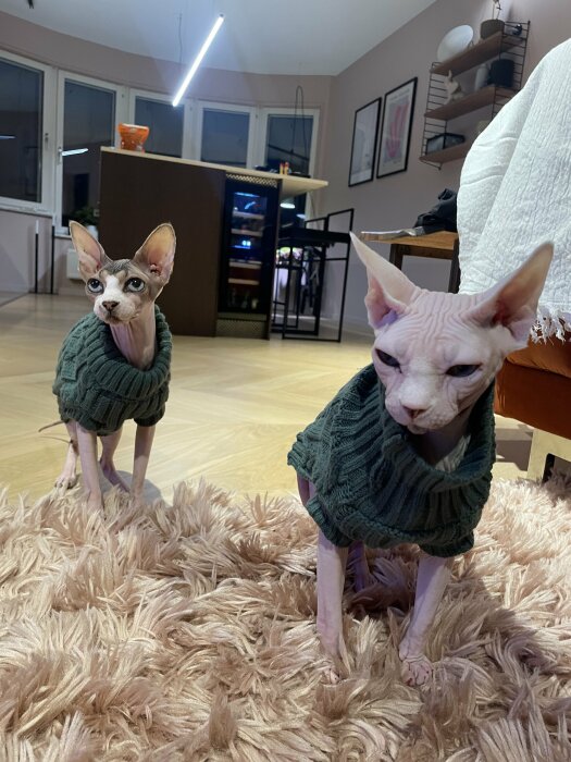 Två sphynxkatter i gröna tröjor sitter på en fluffig matta i ett modernt vardagsrum.