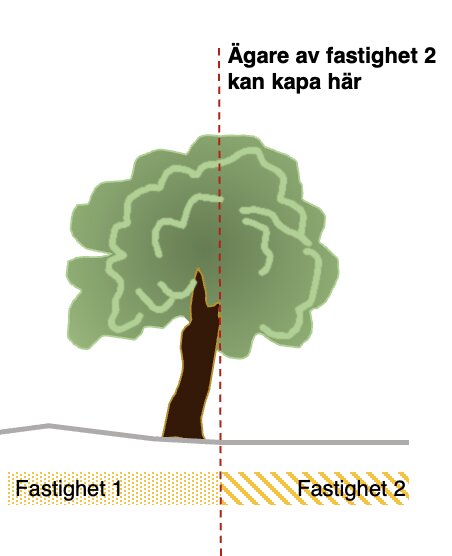 Bild av ett träd delvis över gränsen mellan två fastigheter med markering som visar var det kan beskäras.