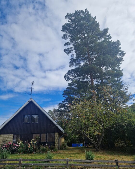 Stor tall vid sidan av ett hus med en träfasad, blommande trädgård framför och en klarblå himmel i bakgrunden.