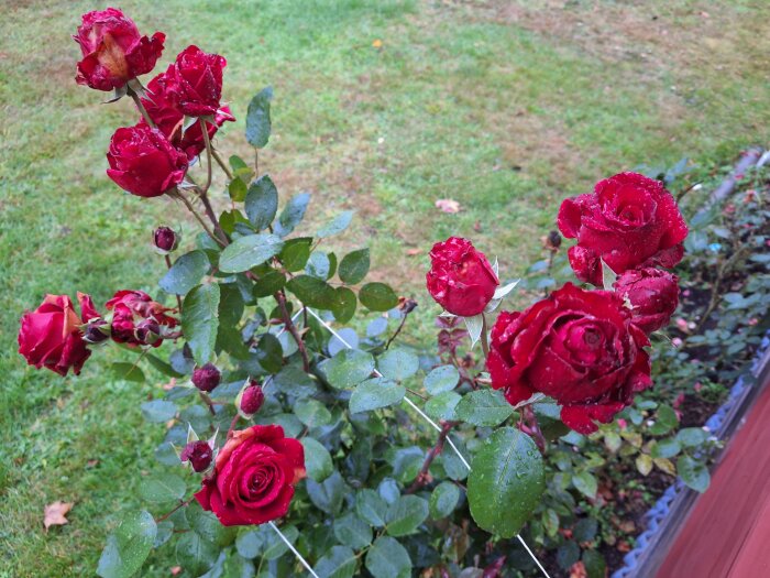 Röd Ingrid Bergman ros med många knoppar och några utslagna blommor, omgiven av gröna blad.