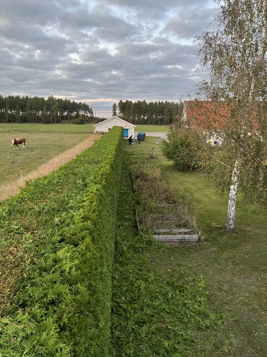 Lång rak häck klippt med grönska kvar på marken, landsbygd med betande ko, hus och skog i bakgrunden, kvällshimmel ovanför.