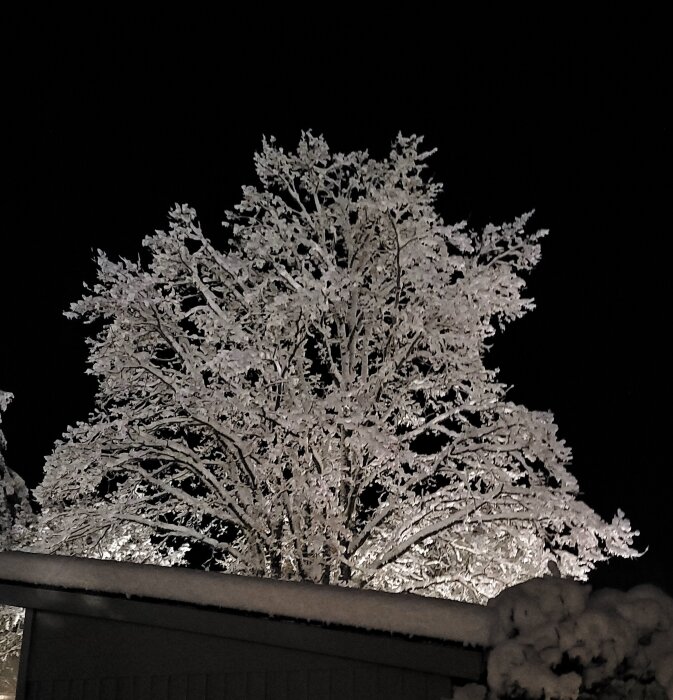 Snöklädd ek i mörker bakom ett snötäckt tak.