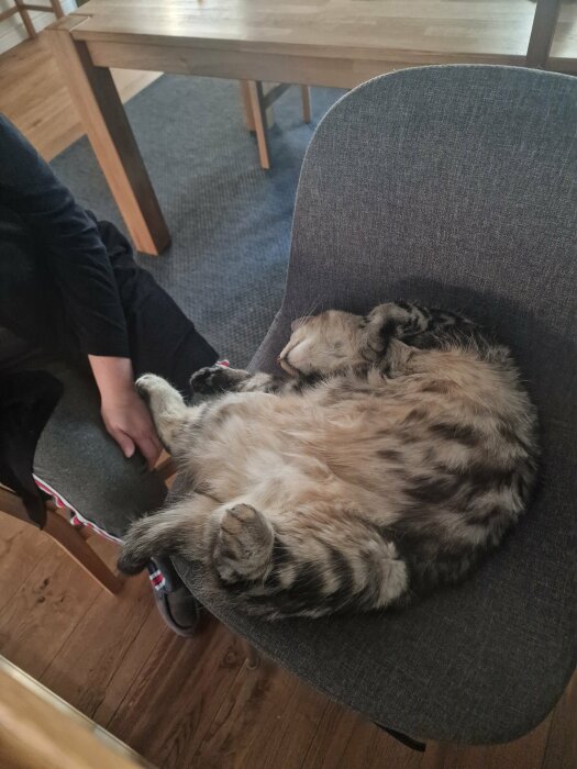 Katt som sover bekvämt på en barstol bredvid en person, på en matta och träbord i bakgrunden.