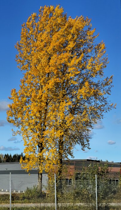 Ett högt träd med gulorange löv står framför en industribyggnad och en blå himmel.