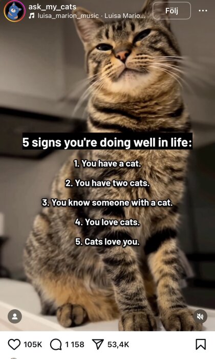 Närbild av en katt med texten "5 signs you're doing well in life" och olika punkter om fördelarna med att ha eller älska katter.