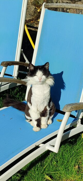 Katt solar sig på en blå solstol i trädgården.