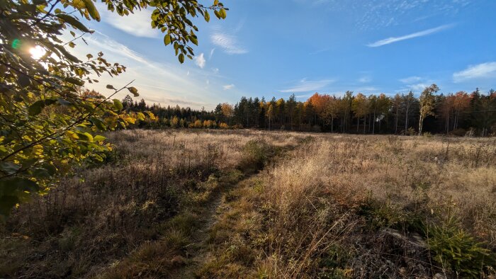 Soligt fält med hög vildvuxen gräs och en skog med höstfärgade träd i bakgrunden, sedd från en stig omgiven av grönskande grenar.