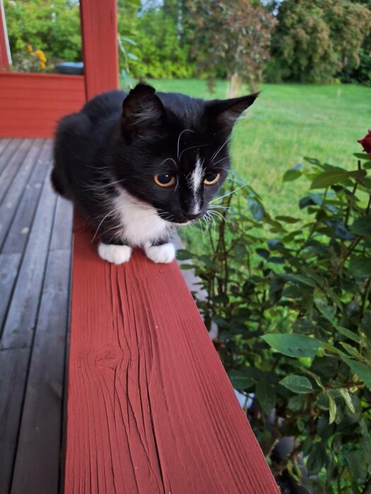 Svartvit katt på en röd träveranda med grönska i bakgrunden.