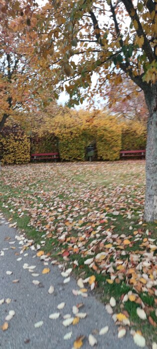 Höstlandskap med träd klädda i färgglada löv, nerfallna löv på marken och två röda parkbänkar vid en häck.