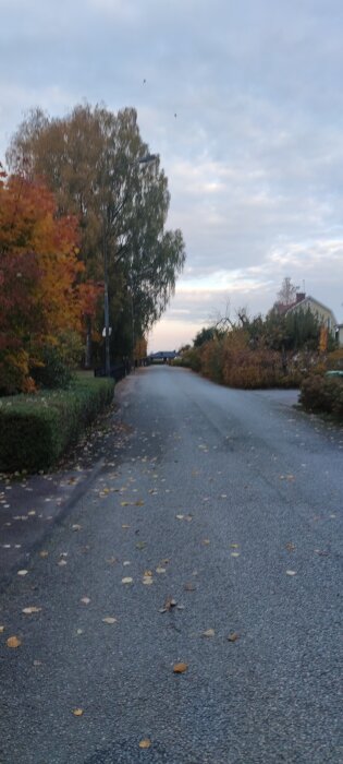 Landskapsvy med landsväg, omgivande träd i höstfärger och löv på marken, under en molnig himmel.