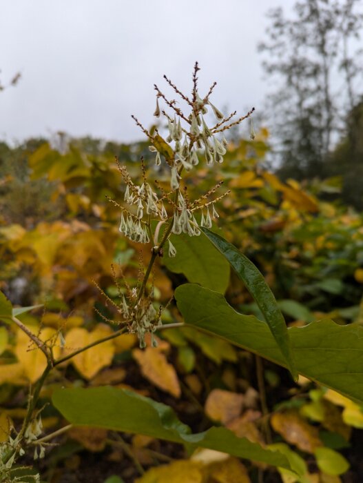 Närbild av växt med små, vita blomliknande knoppar på brun stjälk, gröna blad och suddig bakgrund av höstlöv.