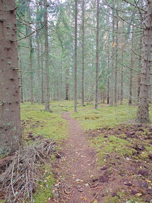 Skogsstig genom tät barrskog med grön mossa på marken och träd i bakgrunden.