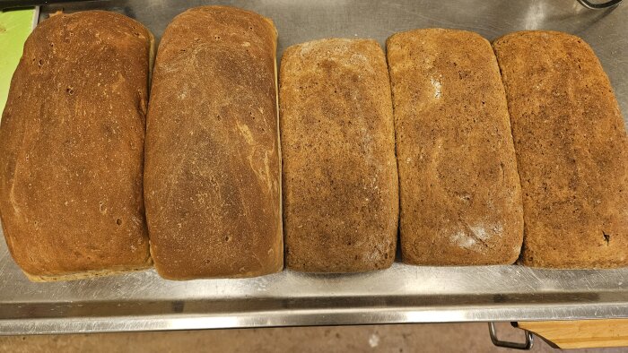 Fem nybakade limpor rågsikts- och rågbröd på en bakplåt.