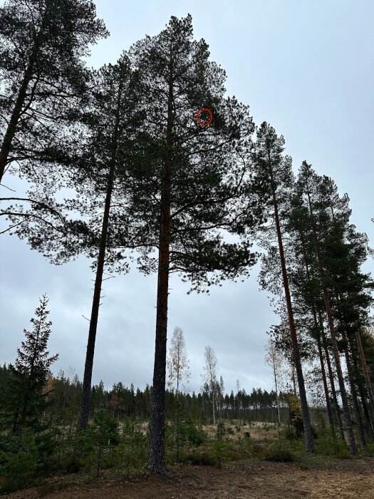 En tall i en skog med en fastnad disc i grenarna, markerad med en röd cirkel.