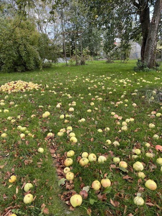 Äpplen i gräset under ett äppelträd i en trädgård, omgivna av höstlöv.