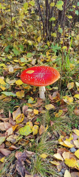 Flugsvamp med röd hatt och vita prickar i höstlöv och gräs.